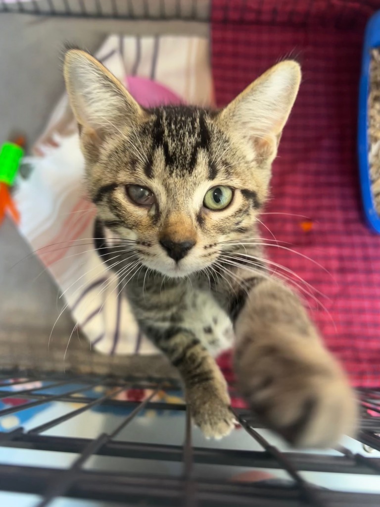 MC3 Alvin, an adoptable Domestic Short Hair in Ashland, WI, 54806 | Photo Image 1