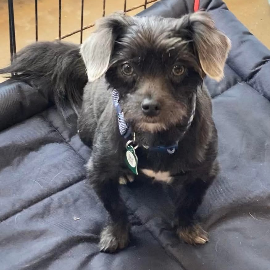 Tater Tot (Dallas), an adoptable Pomeranian, Chihuahua in Murphy, TX, 75094 | Photo Image 2