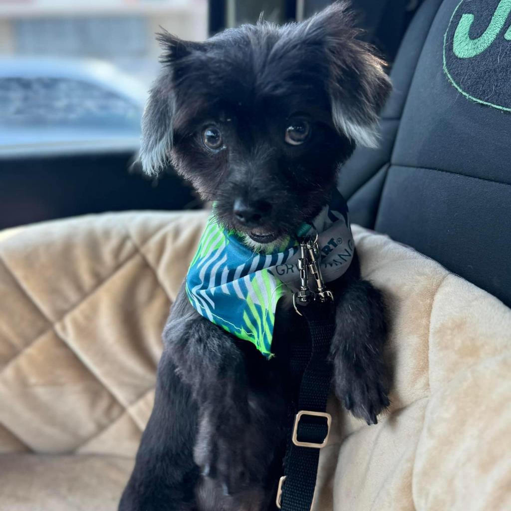 Tater Tot (Dallas), an adoptable Pomeranian, Chihuahua in Murphy, TX, 75094 | Photo Image 4