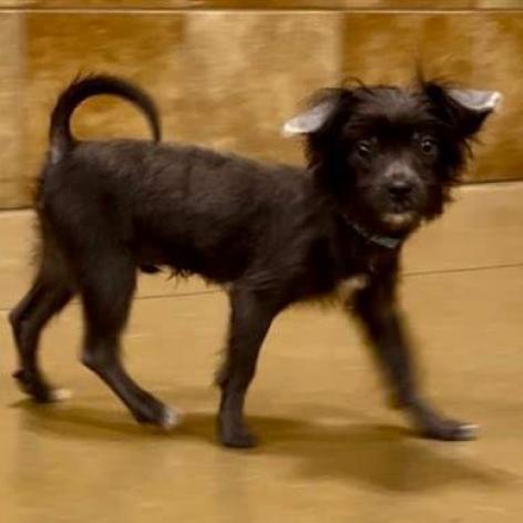 Tater Tot (Dallas), an adoptable Pomeranian, Chihuahua in Murphy, TX, 75094 | Photo Image 6