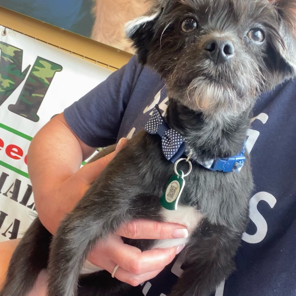 Tater Tot (Dallas), an adoptable Pomeranian, Chihuahua in Murphy, TX, 75094 | Photo Image 9