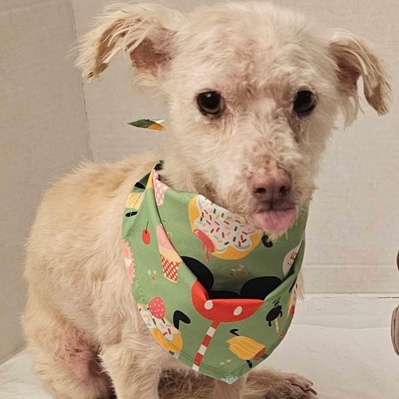 Kaiden (Dallas), an adoptable Maltese, Poodle in Murphy, TX, 75094 | Photo Image 4