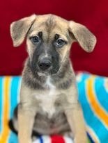 Jan, an adoptable Shepherd, Pit Bull Terrier in Brookings, OR, 97415 | Photo Image 1