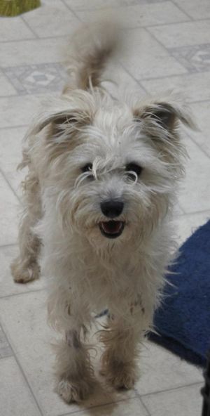 Casper Terrier Dog