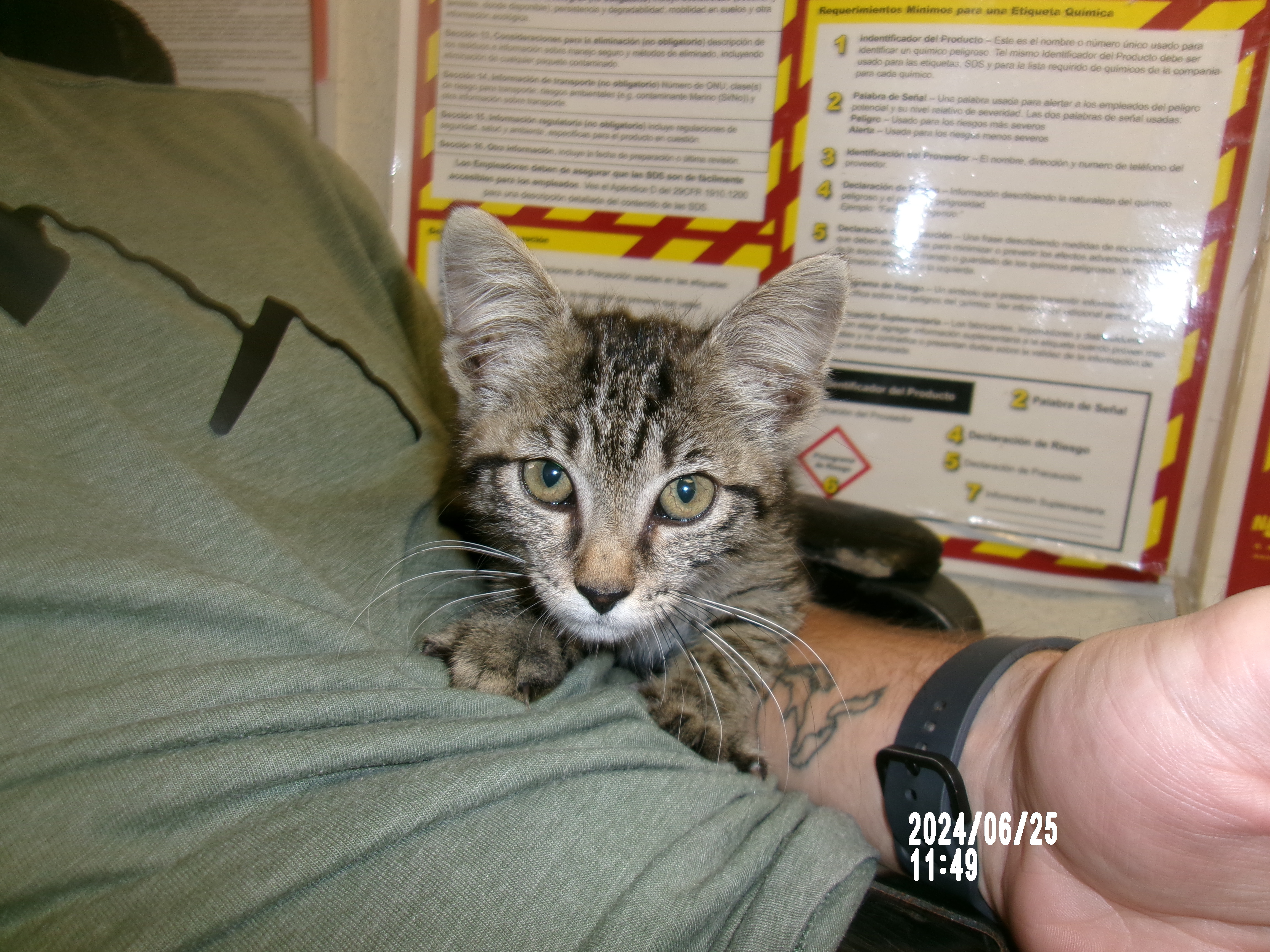 Majesty, an adoptable Domestic Short Hair in Clovis, NM, 88101 | Photo Image 1