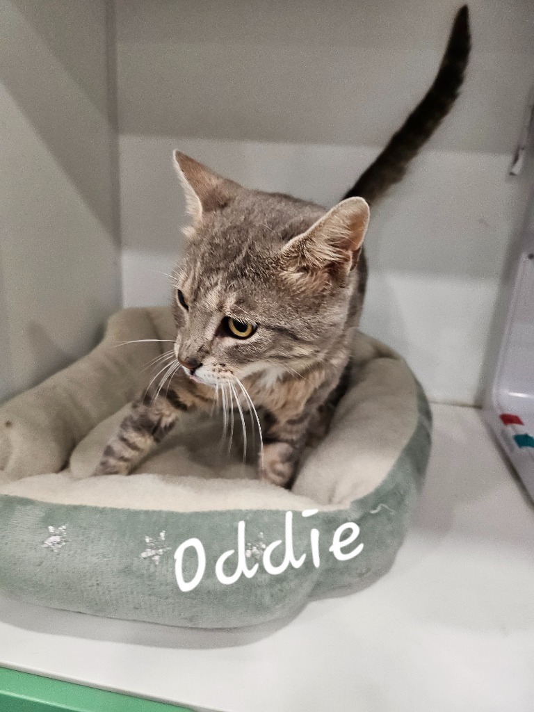 Oddie