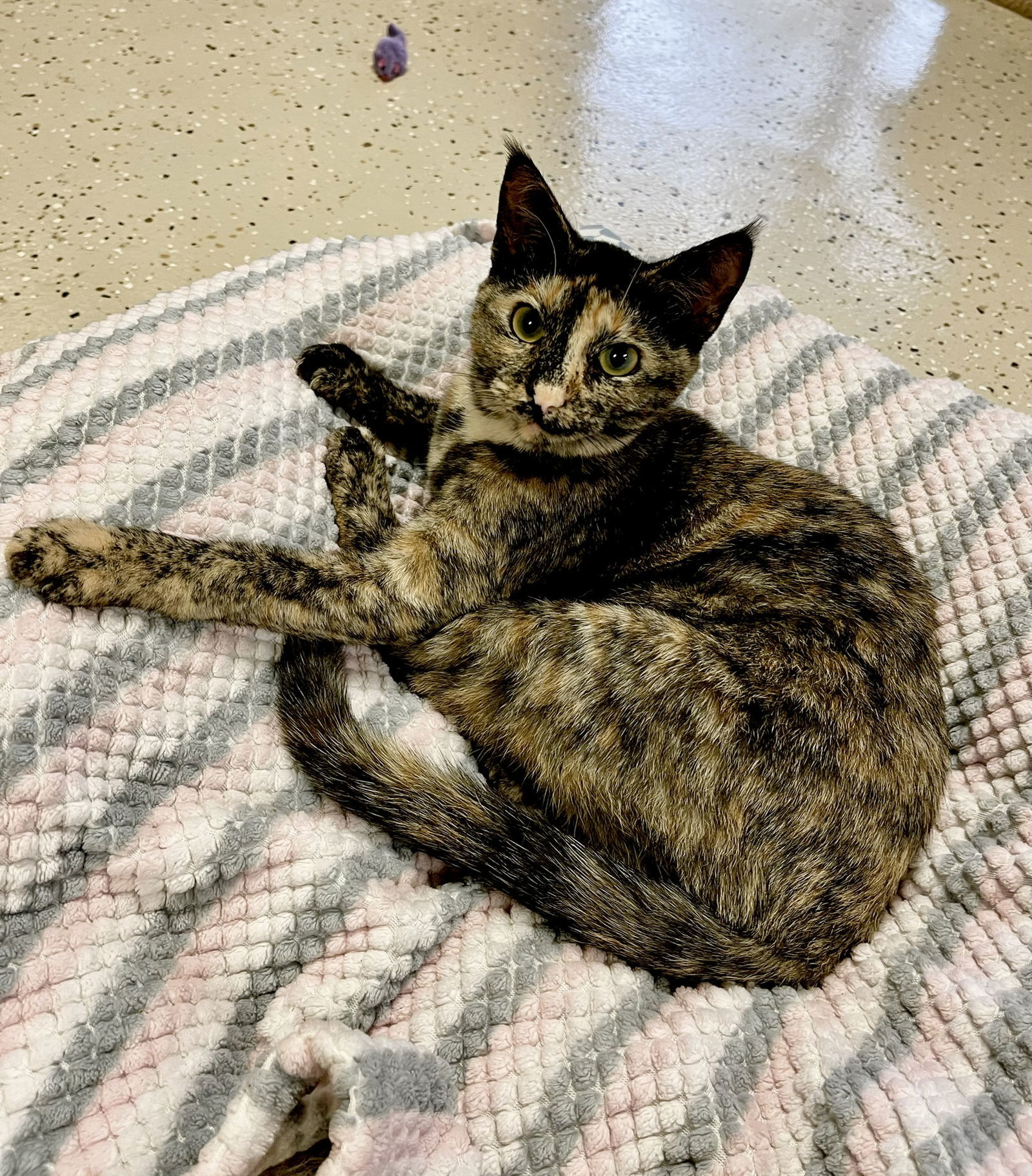Mouse, an adoptable Domestic Short Hair in Texarkana, TX, 75503 | Photo Image 1