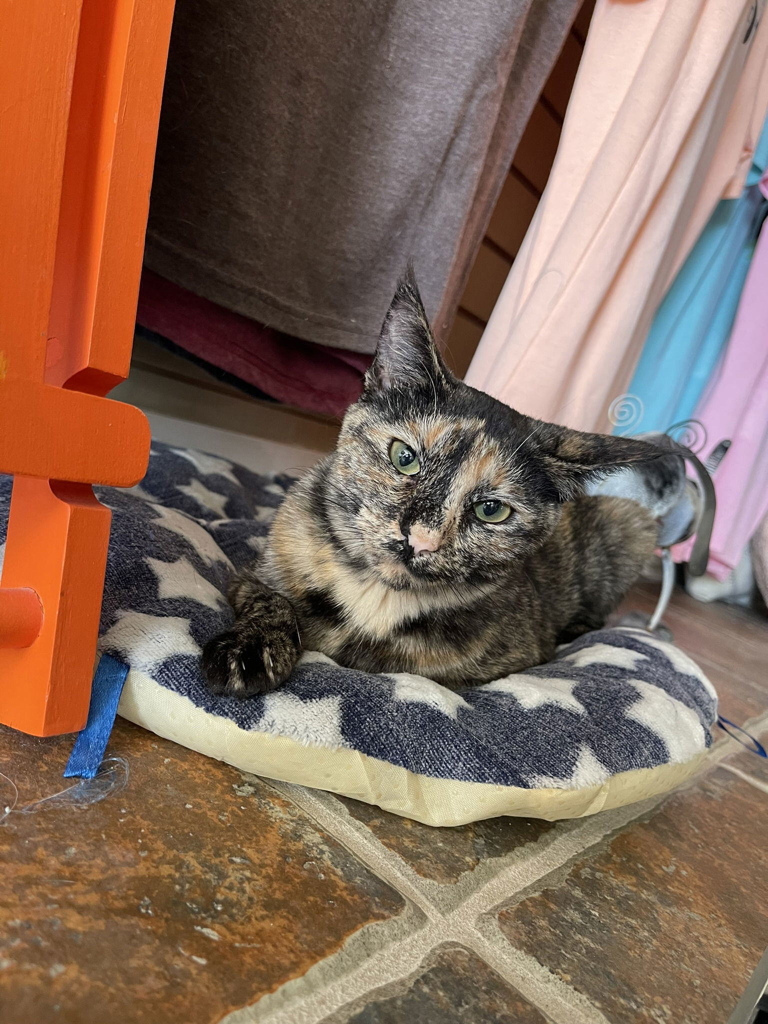 Mouse, an adoptable Domestic Short Hair in Texarkana, TX, 75503 | Photo Image 2