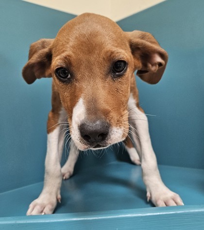 Honey, an adoptable Pit Bull Terrier, Mixed Breed in Pendleton, OR, 97801 | Photo Image 1