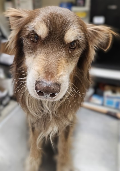 Beans, an adoptable Australian Shepherd, Mixed Breed in Pendleton, OR, 97801 | Photo Image 1