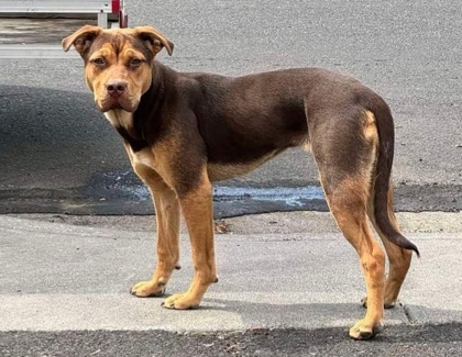 Bobbie, an adoptable Mixed Breed in Pendleton, OR, 97801 | Photo Image 1