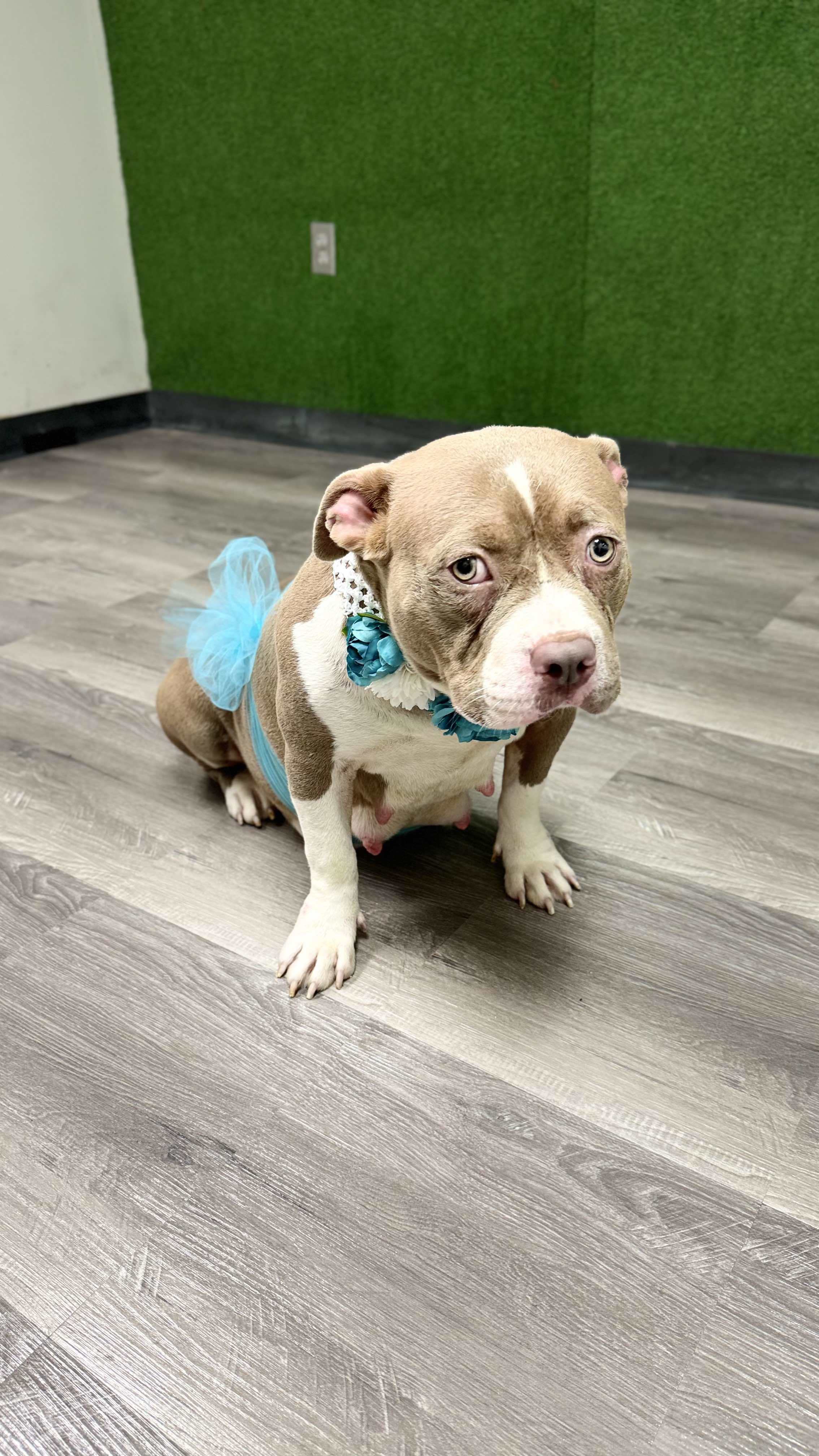 Mama Chicago, an adoptable Pit Bull Terrier in Arlee, MT, 59821 | Photo Image 1