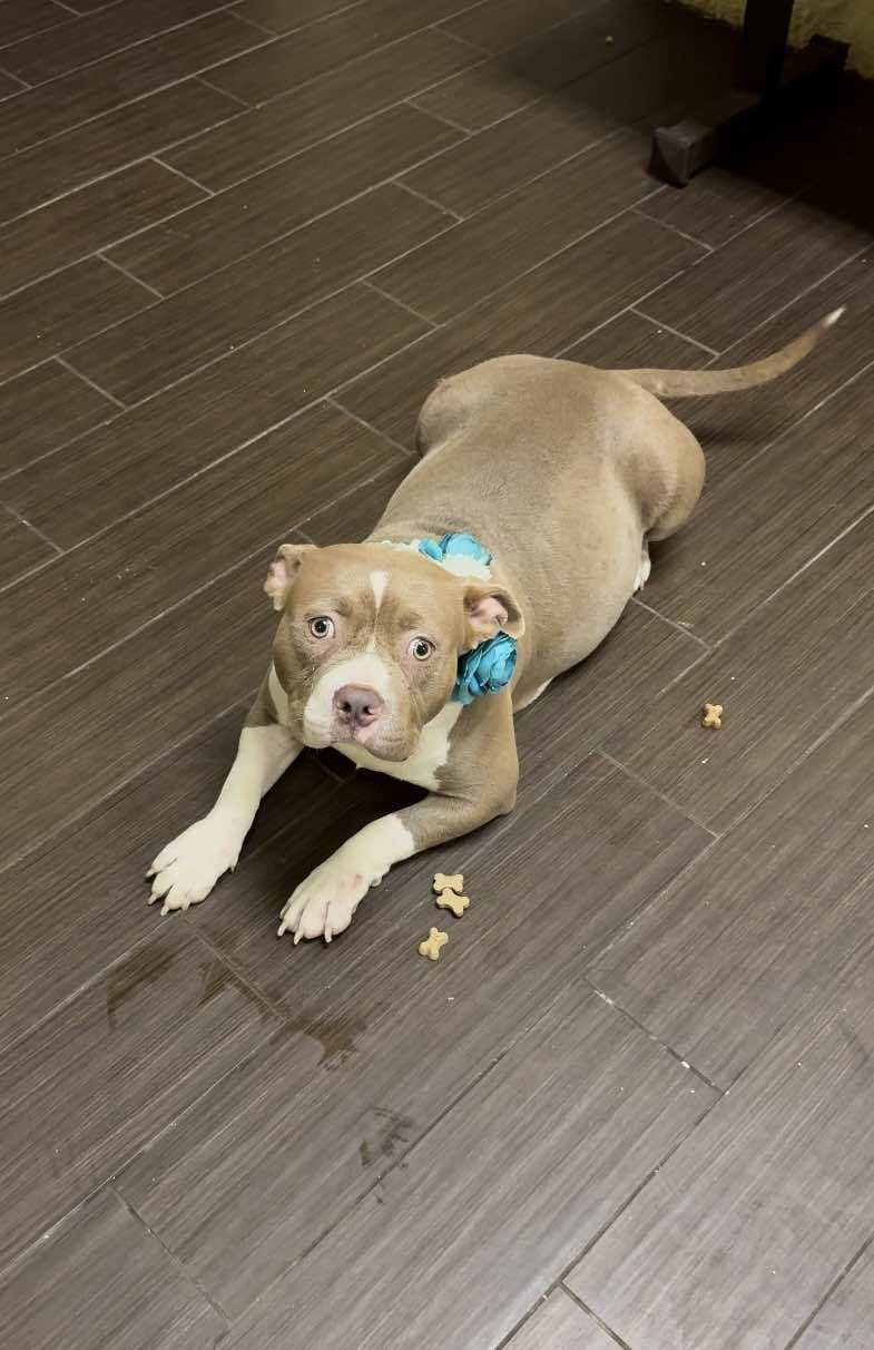 Mama Chicago, an adoptable Pit Bull Terrier in Arlee, MT, 59821 | Photo Image 2