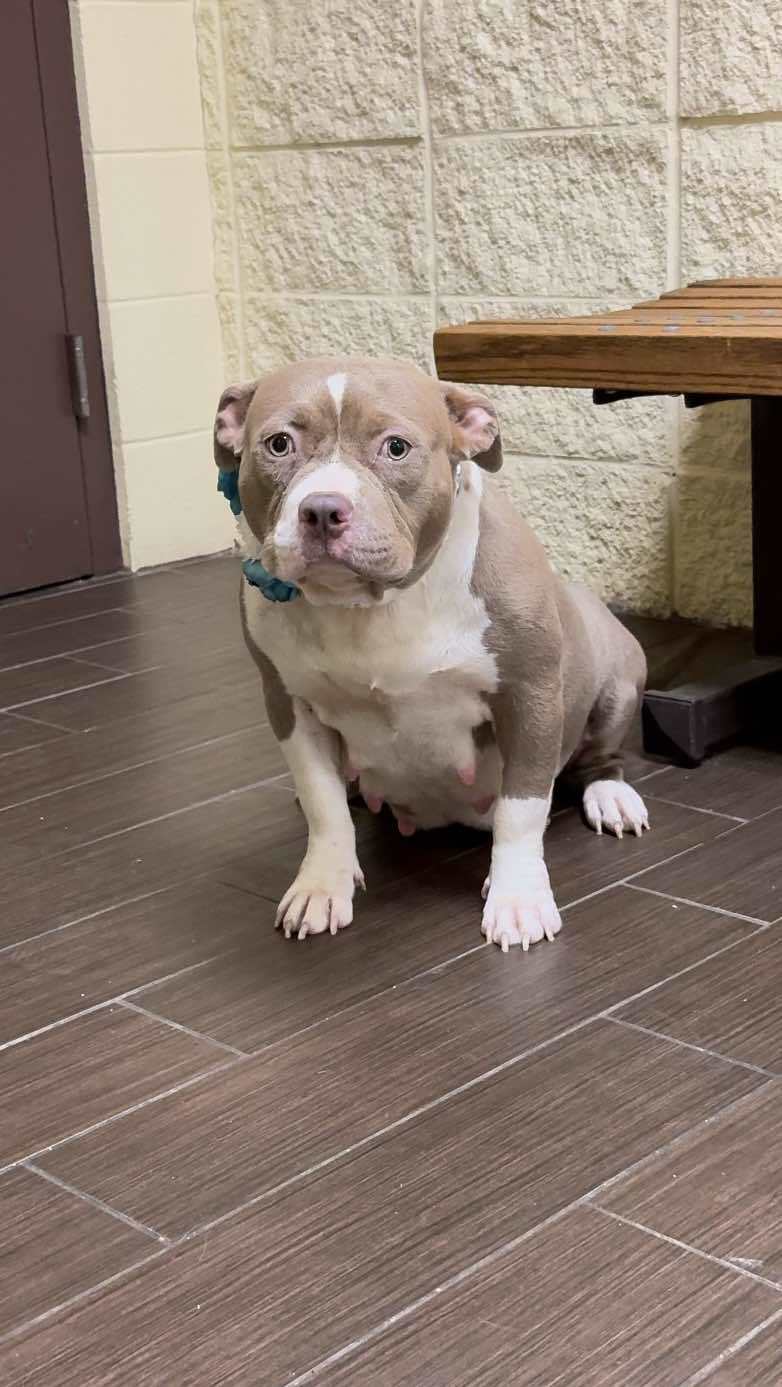 Mama Chicago, an adoptable Pit Bull Terrier in Arlee, MT, 59821 | Photo Image 3