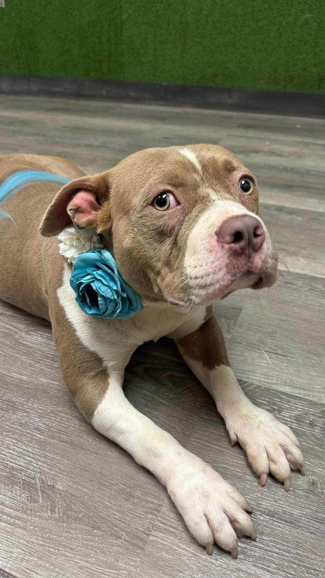 Mama Chicago, an adoptable Pit Bull Terrier in Arlee, MT, 59821 | Photo Image 5