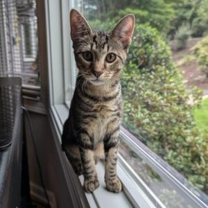 Linus CHIP (Zecca/Petco Kitten 2)