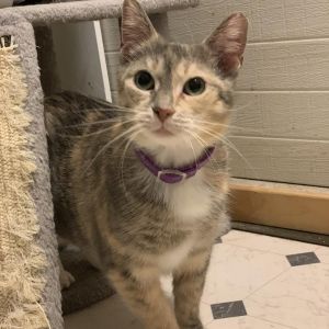 Serina (Stamford Mama), Adult Female Domestic Short Hair