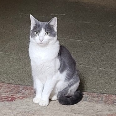 Checkers, an adoptable Domestic Short Hair in West Des Moines, IA, 50265 | Photo Image 1