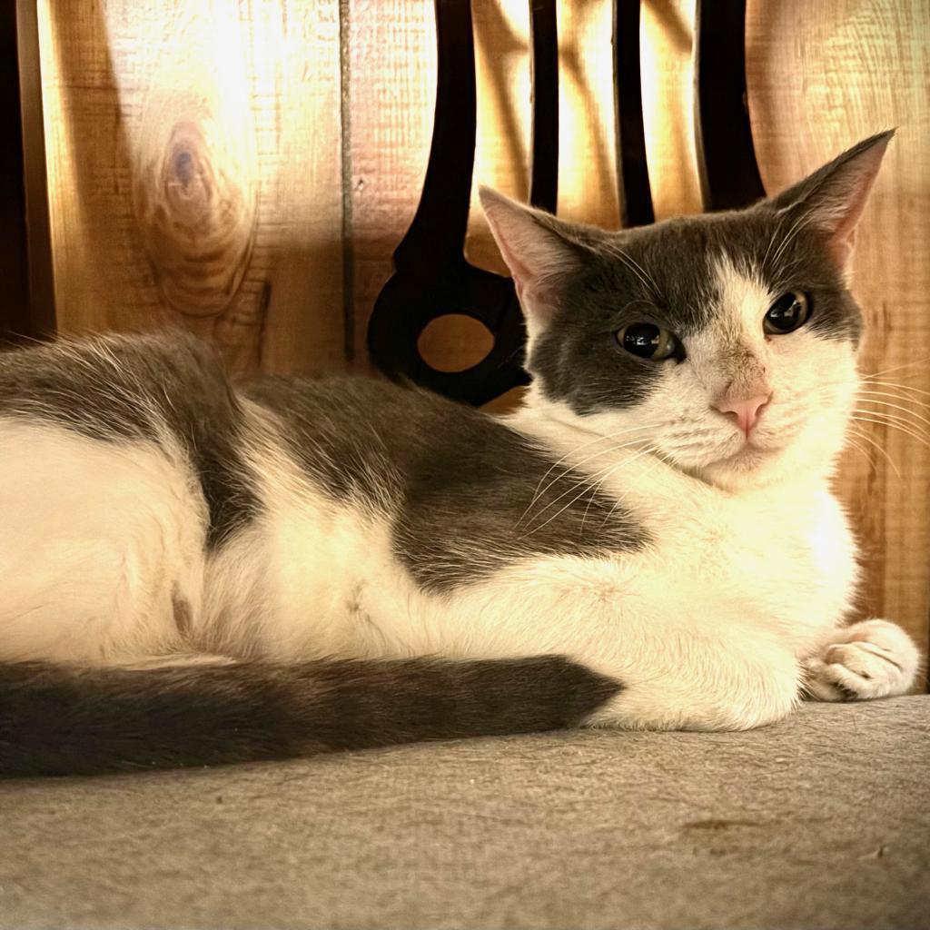 Checkers, an adoptable Domestic Short Hair in West Des Moines, IA, 50265 | Photo Image 2