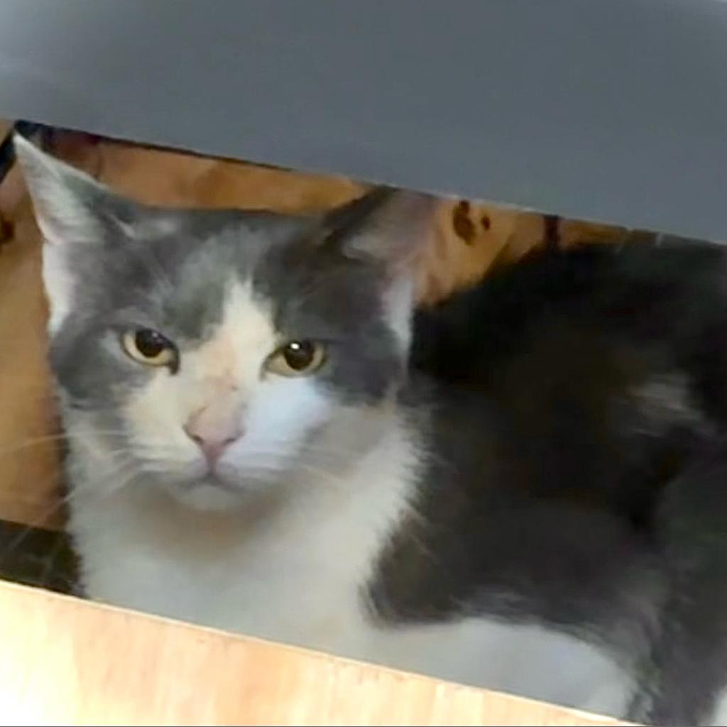 Checkers, an adoptable Domestic Short Hair in West Des Moines, IA, 50265 | Photo Image 3