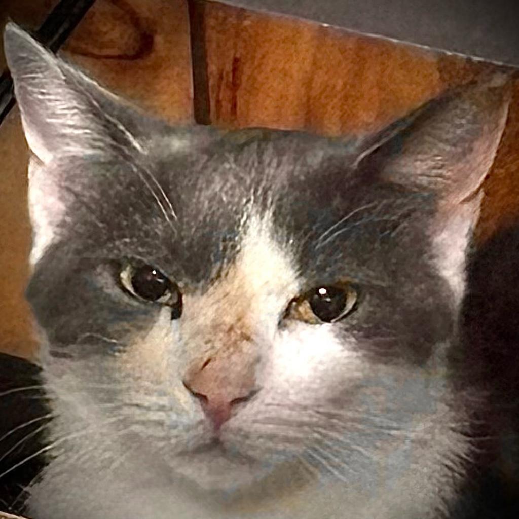 Checkers, an adoptable Domestic Short Hair in West Des Moines, IA, 50265 | Photo Image 4