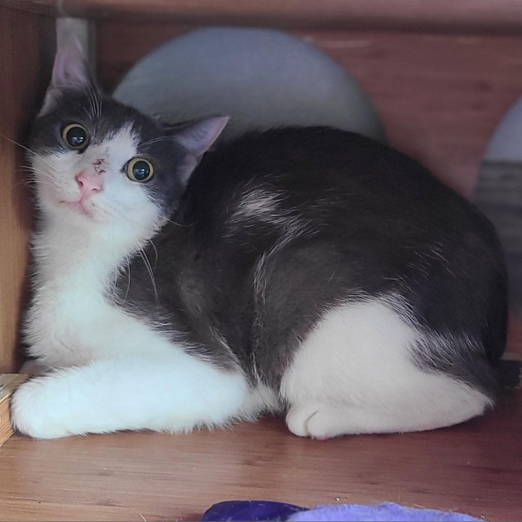 Checkers, an adoptable Domestic Short Hair in West Des Moines, IA, 50265 | Photo Image 5