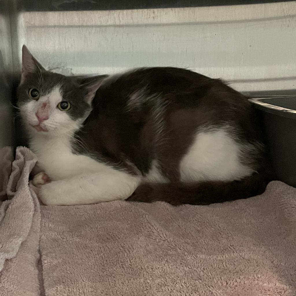 Checkers, an adoptable Domestic Short Hair in West Des Moines, IA, 50265 | Photo Image 6