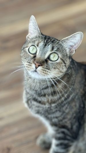 Lil&#39; Bit (FIV+), Adult Female Domestic Short Hair