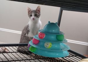 Comanche, Young Male Tabby
