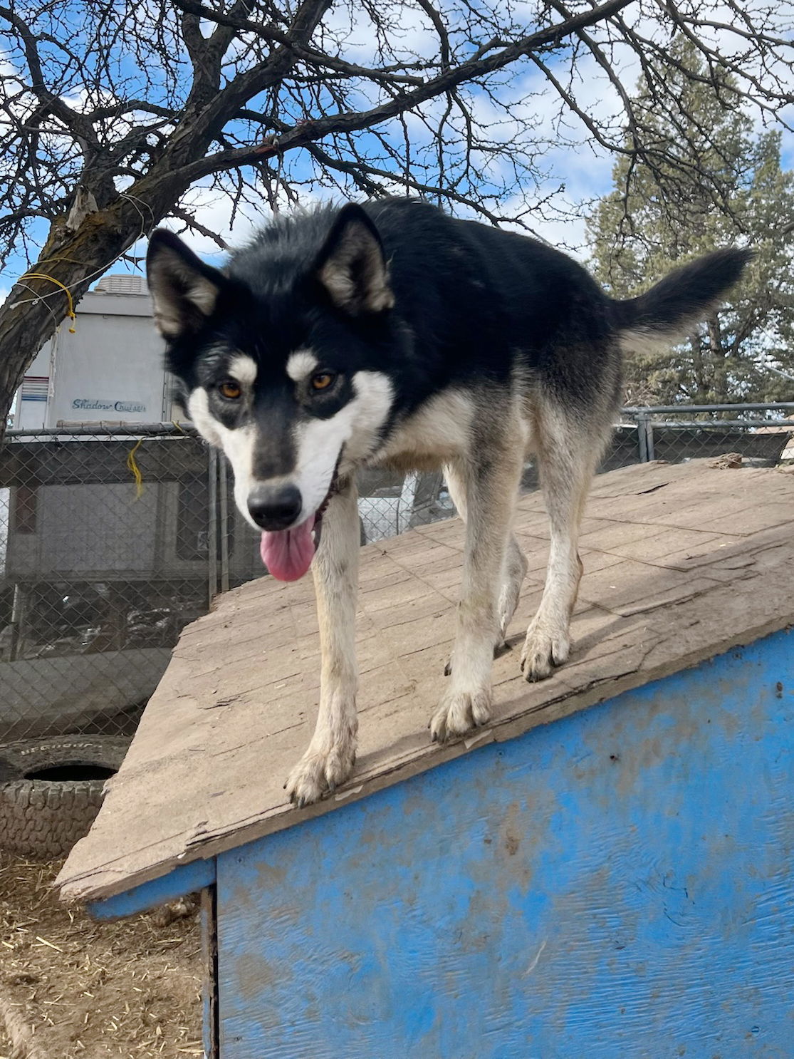 COURTESY POST FOR EUGENE OREGON: Four Brothers, an adoptable Alaskan Malamute, Siberian Husky in Alturas, CA, 96101 | Photo Image 1