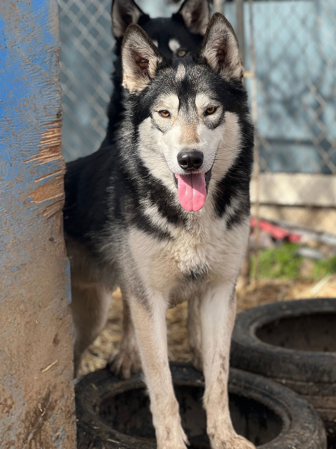 COURTESY POST FOR EUGENE OREGON: Four Brothers, an adoptable Alaskan Malamute, Siberian Husky in Alturas, CA, 96101 | Photo Image 2