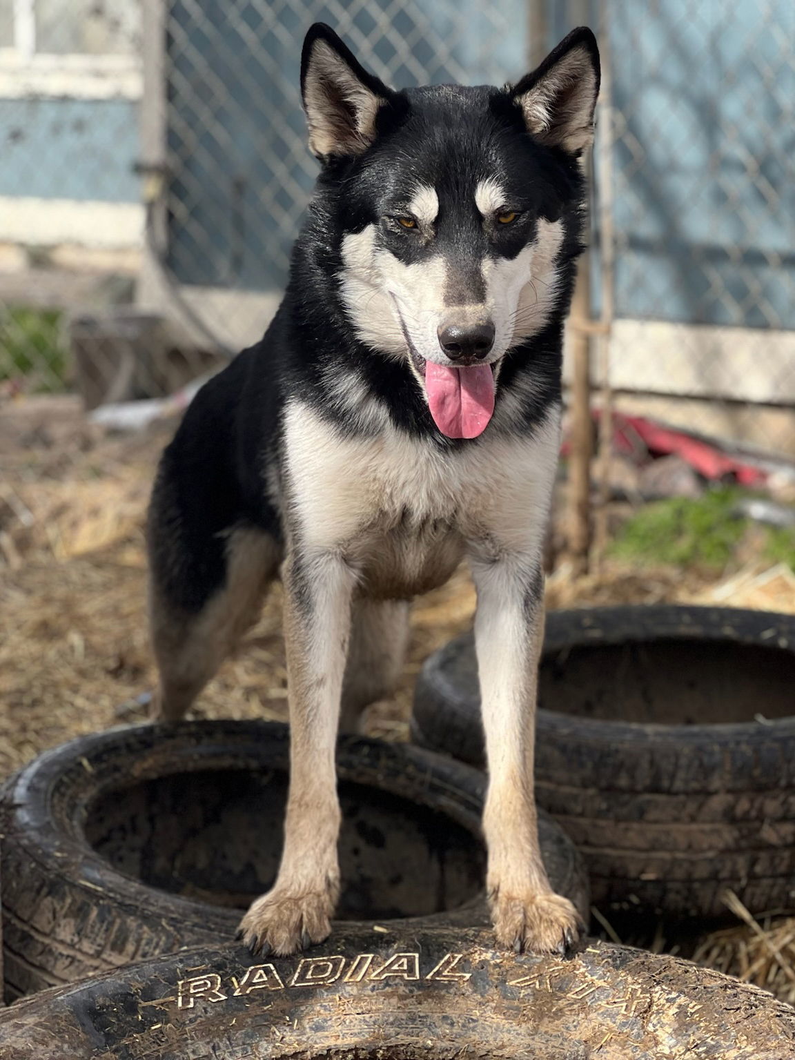 COURTESY POST FOR EUGENE OREGON: Four Brothers, an adoptable Alaskan Malamute, Siberian Husky in Alturas, CA, 96101 | Photo Image 3