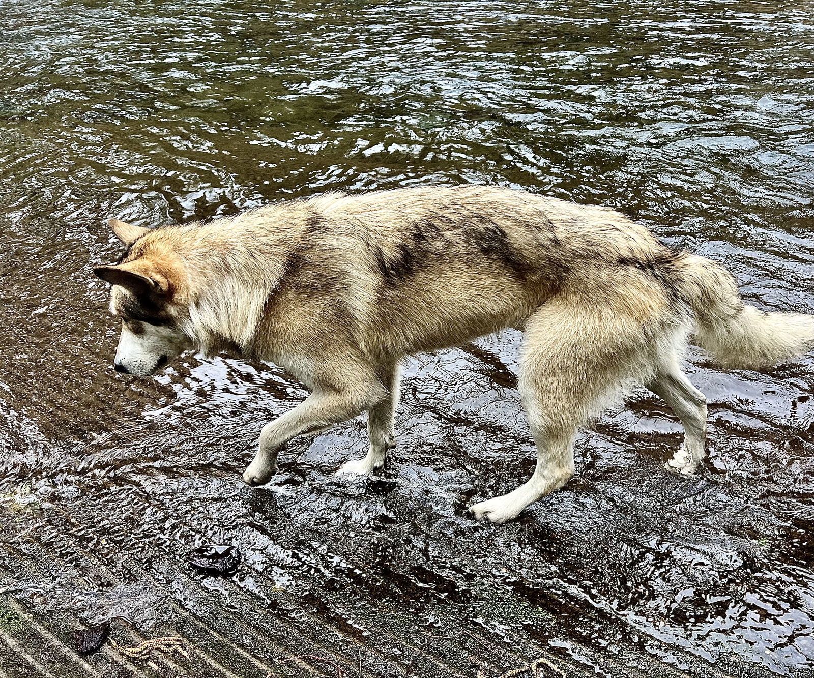 COURTESY POST FOR EUGENE OREGON: Paco, an adoptable Alaskan Malamute, German Shepherd Dog in Alturas, CA, 96101 | Photo Image 1