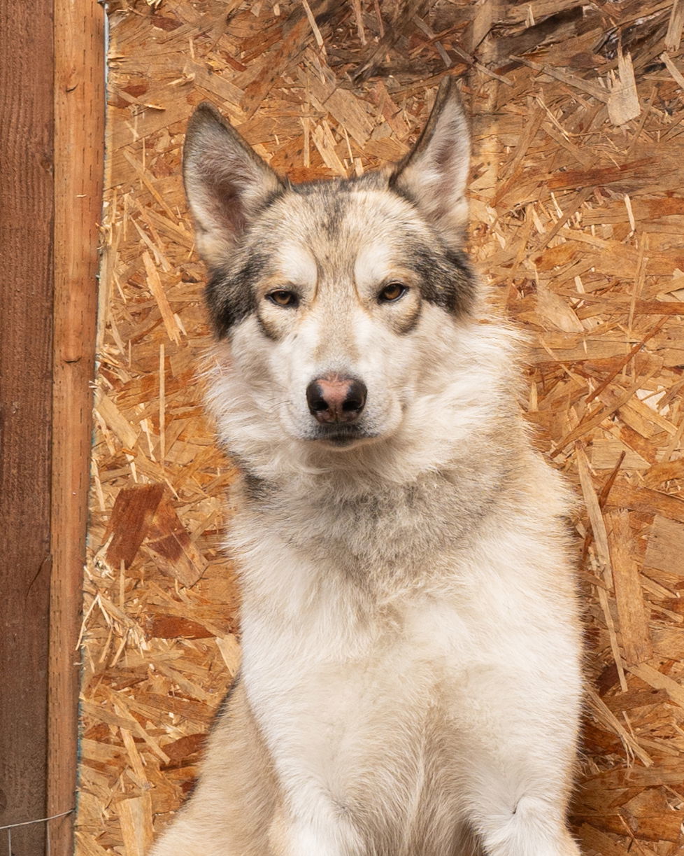 COURTESY POST FOR EUGENE OREGON: Paco, an adoptable Alaskan Malamute, German Shepherd Dog in Alturas, CA, 96101 | Photo Image 3