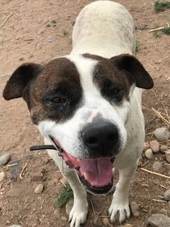 Rocky heeler, an adoptable Australian Cattle Dog / Blue Heeler, Cattle Dog in Westminster, CO, 80021 | Photo Image 1