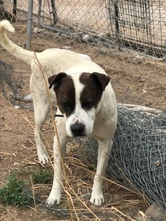 Rocky heeler, an adoptable Australian Cattle Dog / Blue Heeler, Cattle Dog in Westminster, CO, 80021 | Photo Image 2