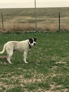 Rocky heeler