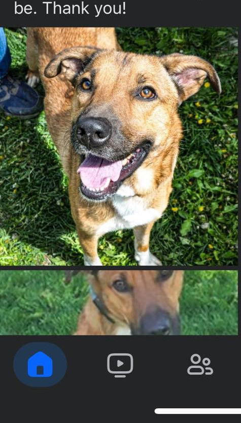 Oliver, an adoptable Labrador Retriever, Australian Cattle Dog / Blue Heeler in Midway, UT, 84049 | Photo Image 1