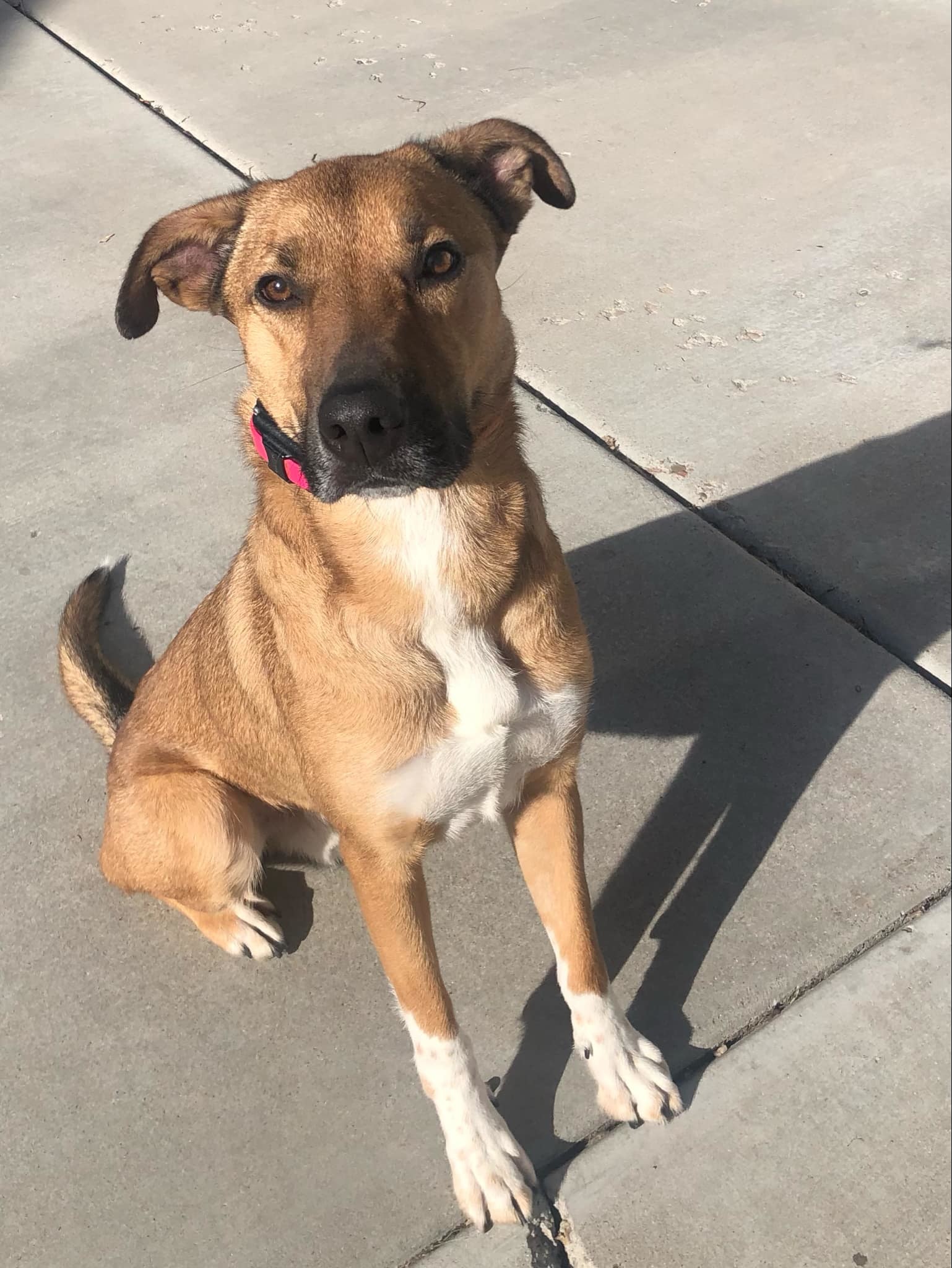 Oliver, an adoptable Labrador Retriever, Australian Cattle Dog / Blue Heeler in Midway, UT, 84049 | Photo Image 2