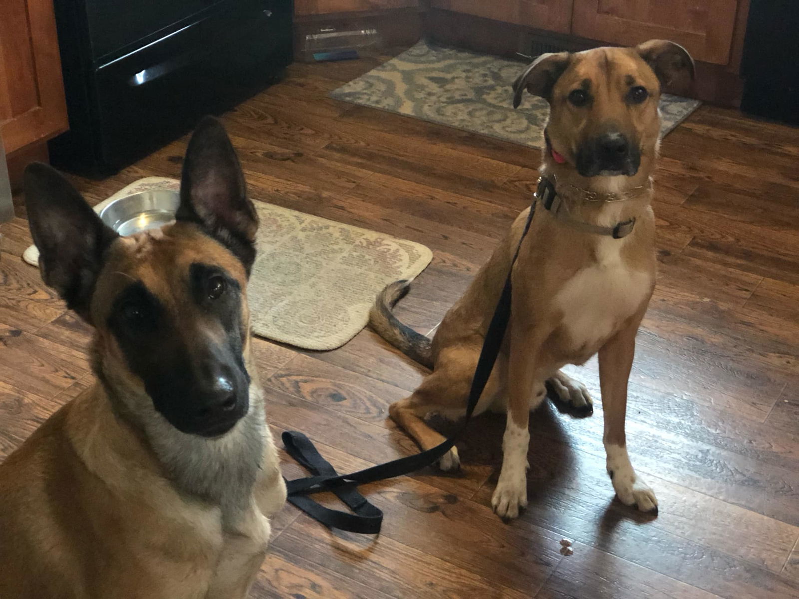 Oliver, an adoptable Labrador Retriever, Australian Cattle Dog / Blue Heeler in Midway, UT, 84049 | Photo Image 3