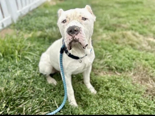 Dudes, an adoptable Dogo Argentino in Midway, UT, 84049 | Photo Image 1