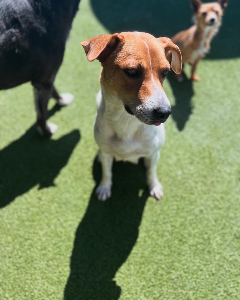 Mama Pumpkin, an adoptable Jack Russell Terrier, Beagle in Midway, UT, 84049 | Photo Image 1