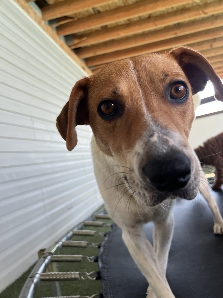 Mama Pumpkin, an adoptable Jack Russell Terrier, Beagle in Midway, UT, 84049 | Photo Image 2