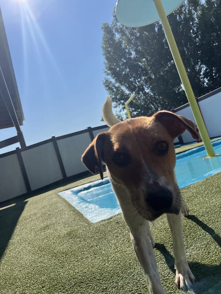 Mama Pumpkin, an adoptable Jack Russell Terrier, Beagle in Midway, UT, 84049 | Photo Image 3