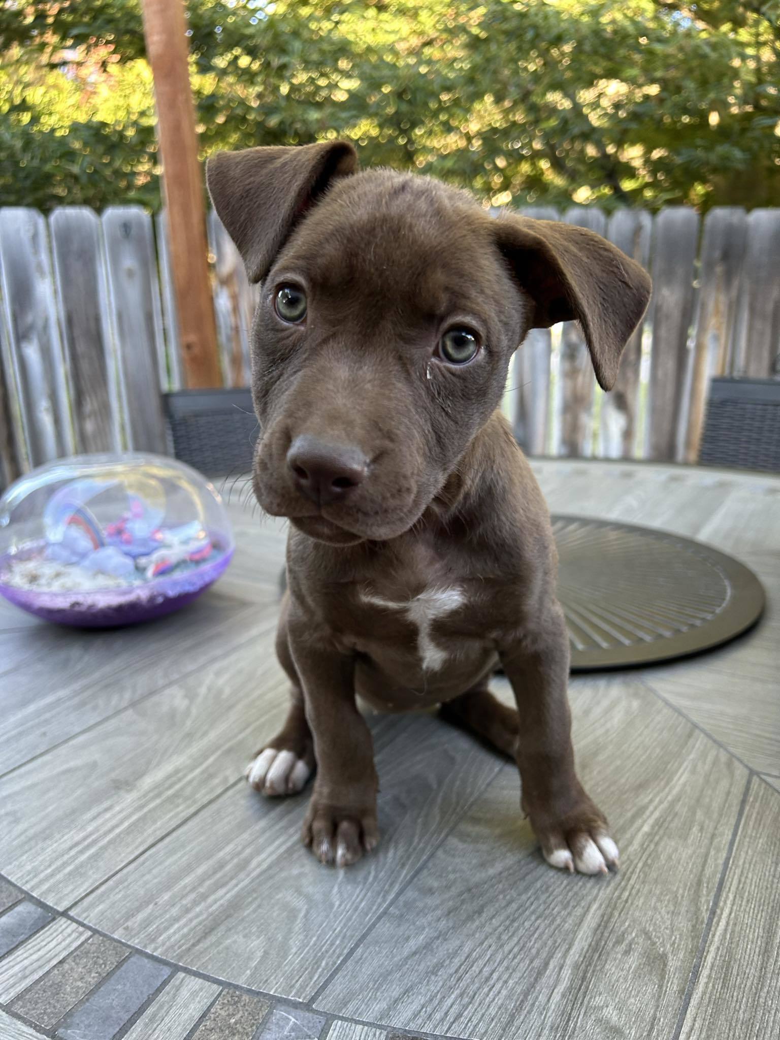 Moose Lilly, an adoptable Labrador Retriever, Pit Bull Terrier in Midway, UT, 84049 | Photo Image 1