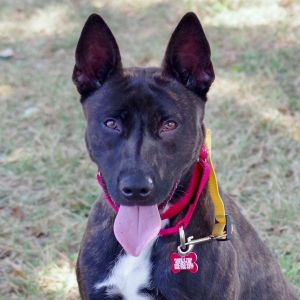 Hi my name is Gwen I was found as a stray I am a happy girl with a beautiful brindle