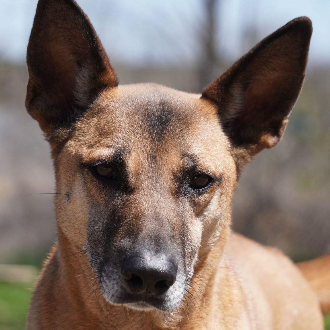 Boon, an adoptable Mixed Breed in King City, ON, L7B 1K5 | Photo Image 1