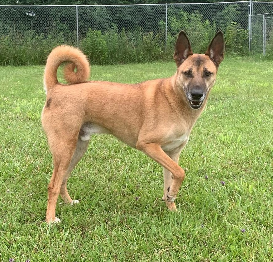Boon, an adoptable Mixed Breed in King City, ON, L7B 1K5 | Photo Image 1