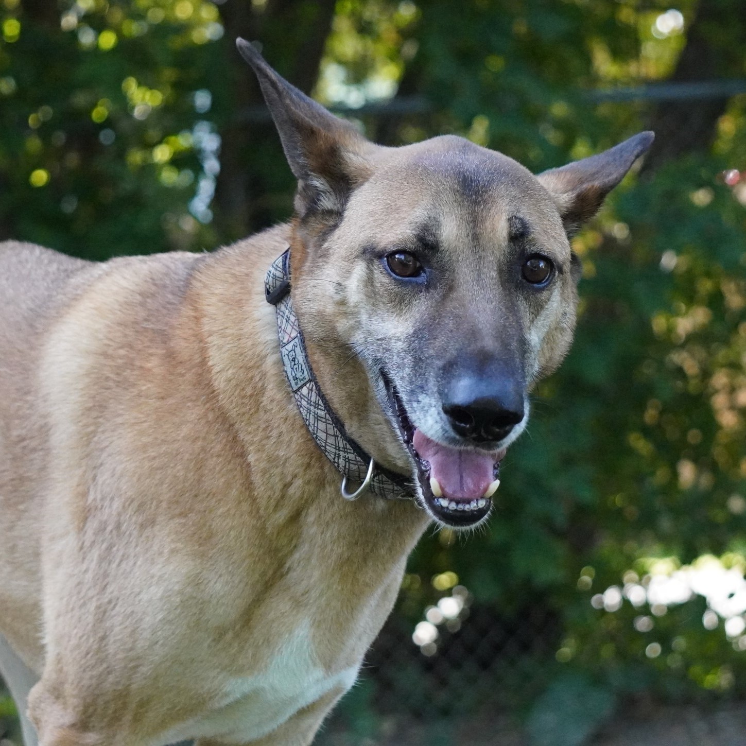 Boon, an adoptable Mixed Breed in King City, ON, L7B 1K5 | Photo Image 1