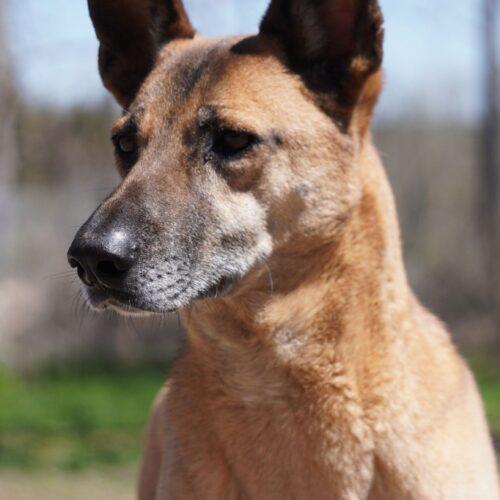 Boon, an adoptable Mixed Breed in King City, ON, L7B 1K5 | Photo Image 2
